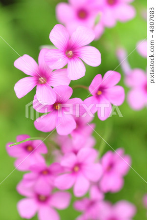 Anchovy flowers 4807083