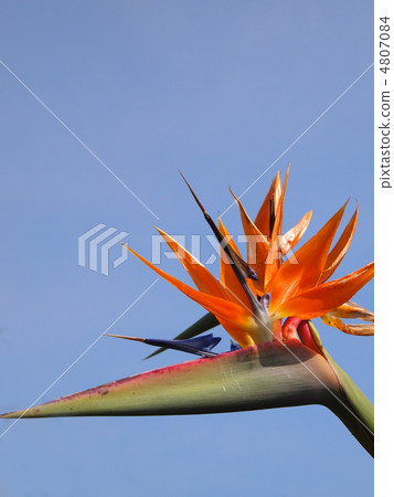 Strelitzia Regine 4807084