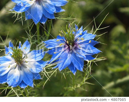 Black clover 4807085