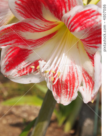 Amaryllis 4807086