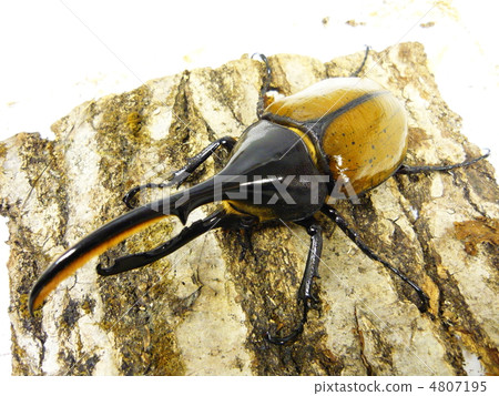 Hercules Ricky (Dynastes hercules lichyi) Hercules Ricky (Dynastes hercules lichyi) 4807195