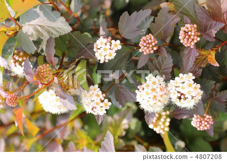 美國Temari Shimotski空竹 美國Temari Shimotski空竹 4807208