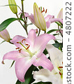 Lily of flowers 4807222