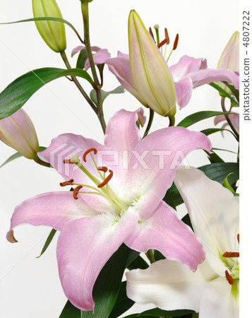 Lily of flowers 4807222