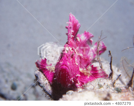 Red hakaka Haokoze 4807270