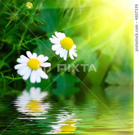 daisys daisys 4807339