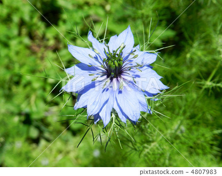 Black clover (black seed grass) 4807983