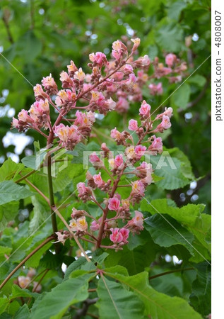 紅花與蜂蜜花 4808007