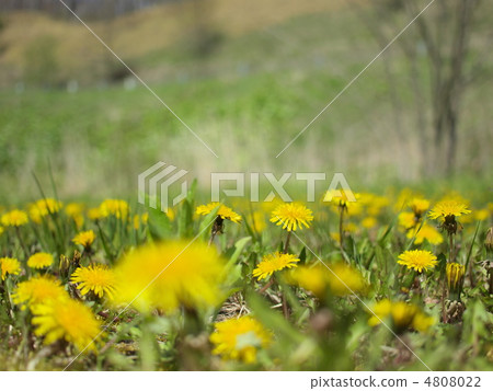 Dandelion Dandelion 4808022