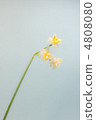 Flowers 4808080
