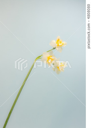 Flowers Flowers 4808080
