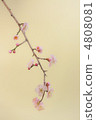 plum	 4808081