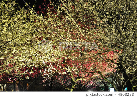 Nabana no Sato 4808288