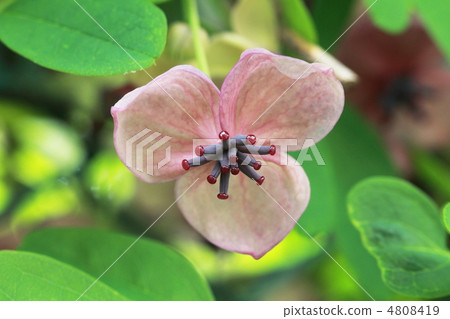 Akebi flower Akebi flower 4808419