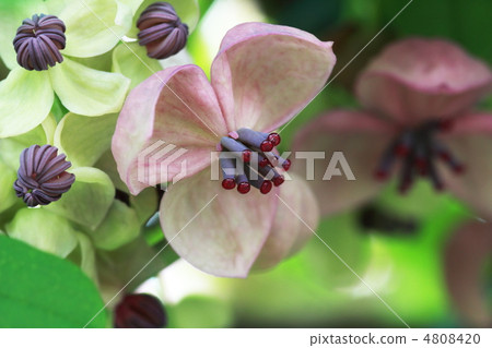 Akebi flower 4808420