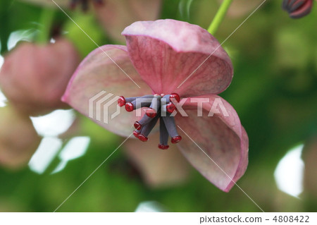 Akebi flower Akebi flower 4808422