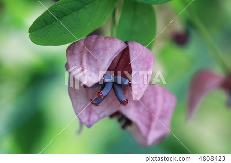 Akebi flower Akebi flower 4808423