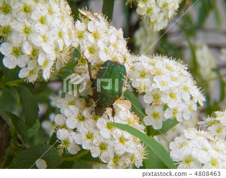 Hanamuguri和Kodemari Hanamuguri和Kodemari 4808463