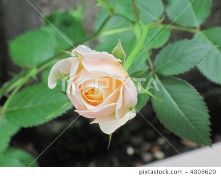 Rose bud Rose bud 4808620
