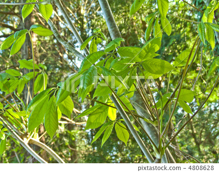 Cossióbra的年輕葉子 4808628