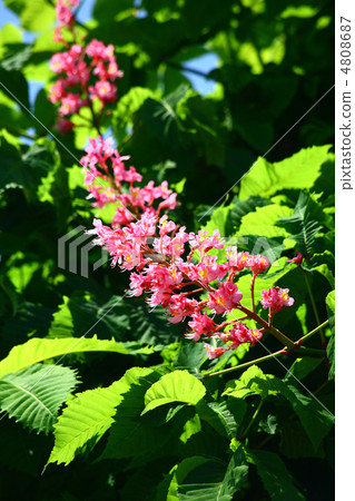 紅花栗子 4808687