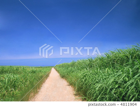 Winding Path in a Green grass Winding Path in a Green grass 4811904