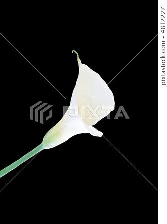 calla lily isolated calla lily isolated 4812227