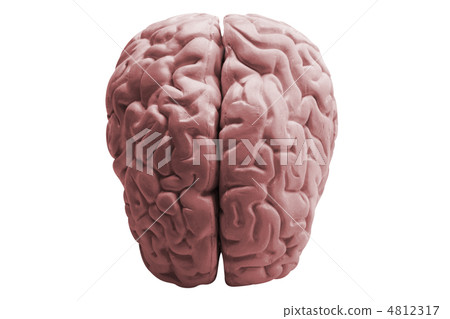 The human brain The human brain 4812317