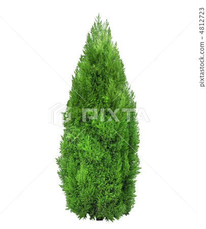 green tree isolated on white green tree isolated on white 4812723