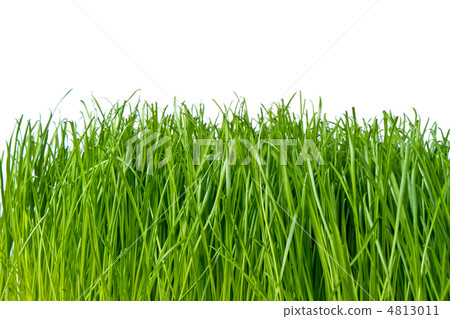 green grass green grass 4813011