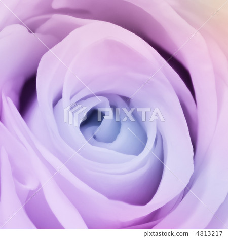 multicolor rose 4813217