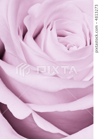 violet rose close up violet rose close up 4813273