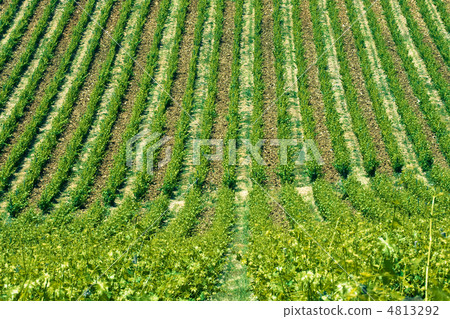 Typical Tuscan landscape 4813292