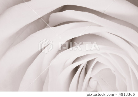 white rose close up 4813366