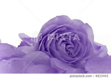 violet rose macro violet rose macro 4813441