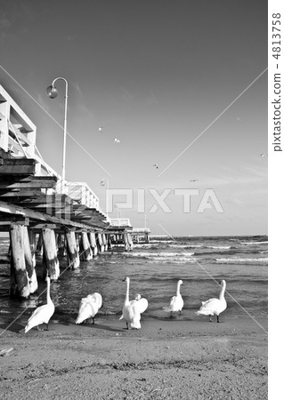 birds at pier 4813758