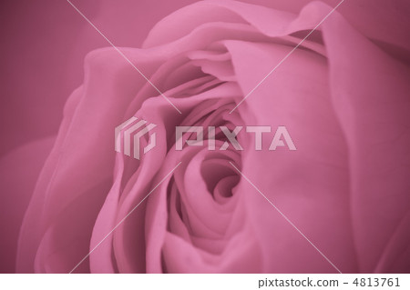pink rose macro pink rose macro 4813761
