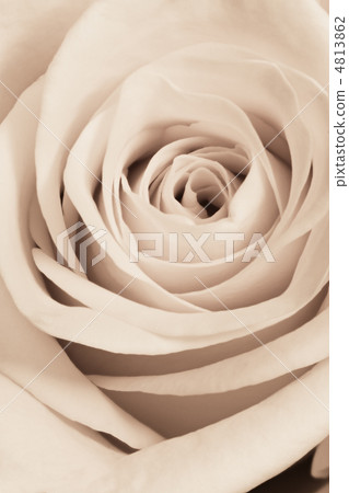white rose close up white rose close up 4813862
