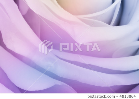 multicolor rose multicolor rose 4813864