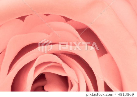 pink rose close up pink rose close up 4813869