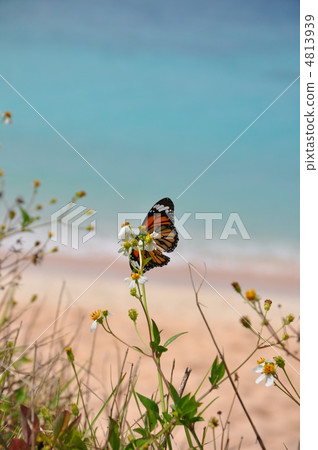 Kabamadara of Hateruma Island 4813939