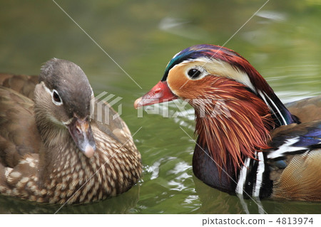 Oshidori的情侶 4813974