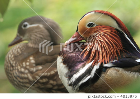 Oshidori的情侶 4813976