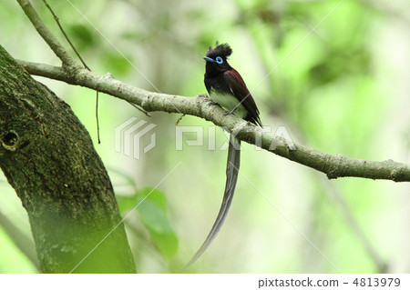 長尾小鸚鵡 4813979