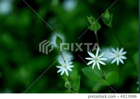 Yamahakobe Yamahakobe 4813996