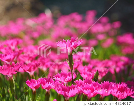 延伸出來的Nadesico 4814017