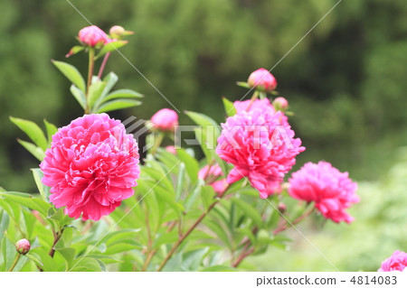 Peony root Peony root 4814083