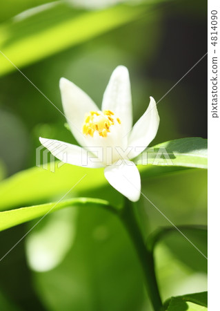 蘭花花 蘭花花 4814090