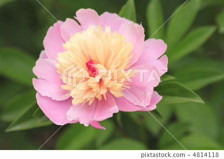 Peony root 4814118