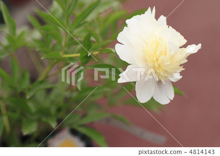 Peony root 4814143